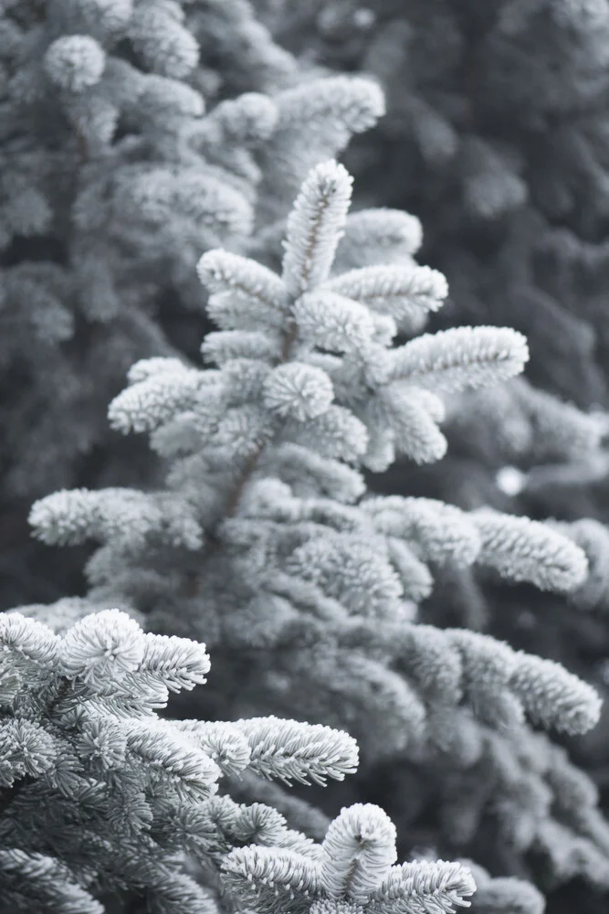 Winter Forest - Fotografia Fineart di Studio Na.hili