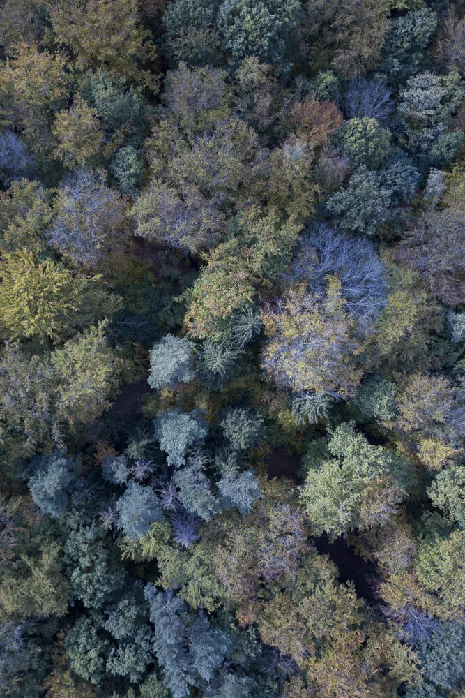 Foresta autunnale dall'alto - Fotografia Fineart di Studio Na.hili