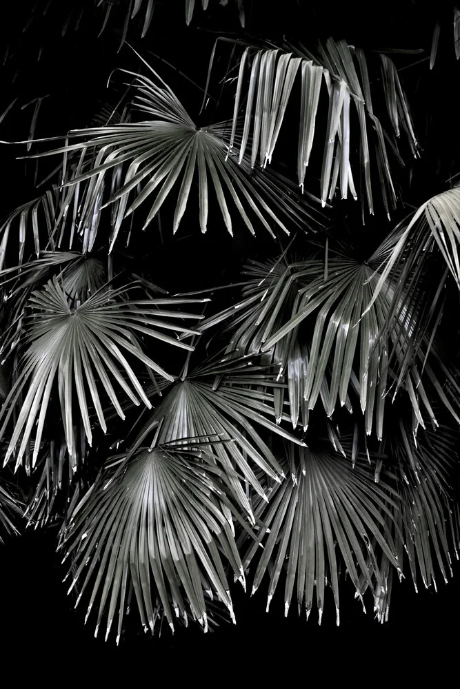 Tropical Garden 5/5 - Fotografia Fineart di Studio Na.hili