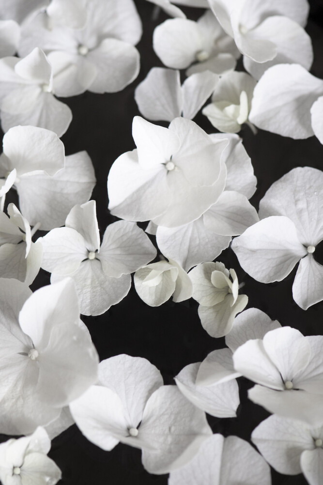 Bellezza bianca su nero - Fotografia Fineart di Studio Na.hili