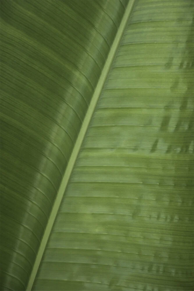 Green Banana - Fotografia Fineart di Studio Na.hili