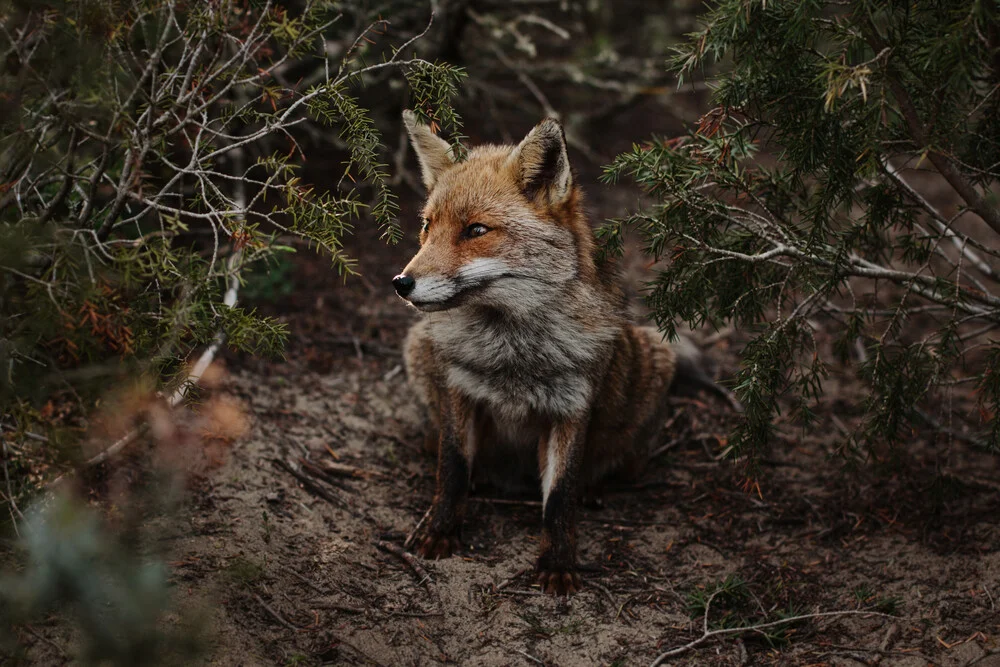 Reynard the Fox - Fotografia Fineart di Katja Kemnitz