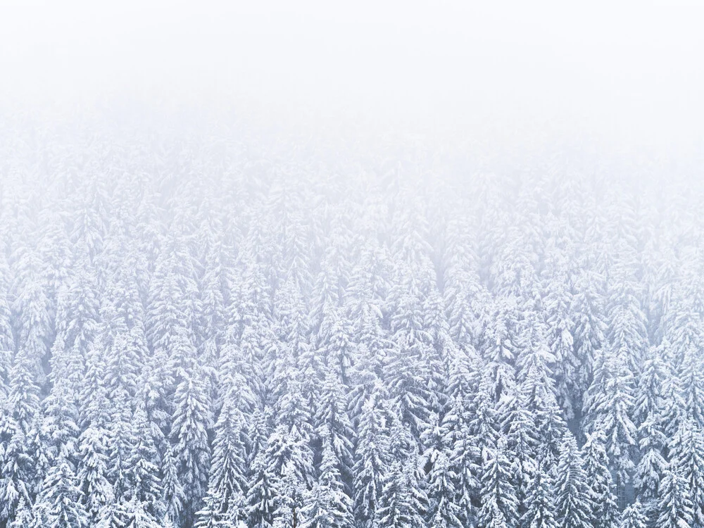 Foresta d'inverno - Fotografia Fineart di Felix Wesch