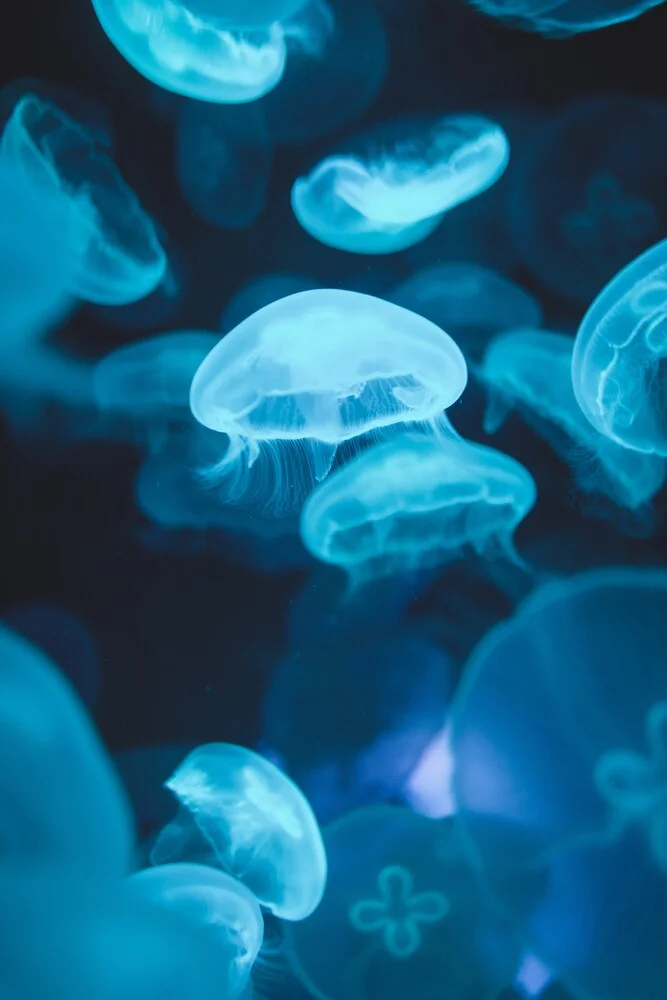 Formazione di meduse - Fotografia Fineart di Christian Hartmann
