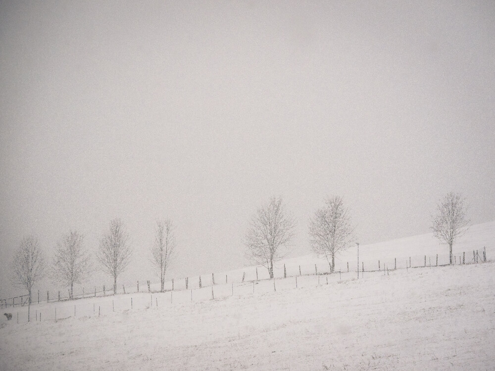 una pecora, sette alberi e nevicate - Fotografia Fineart di Bernd Grosseck
