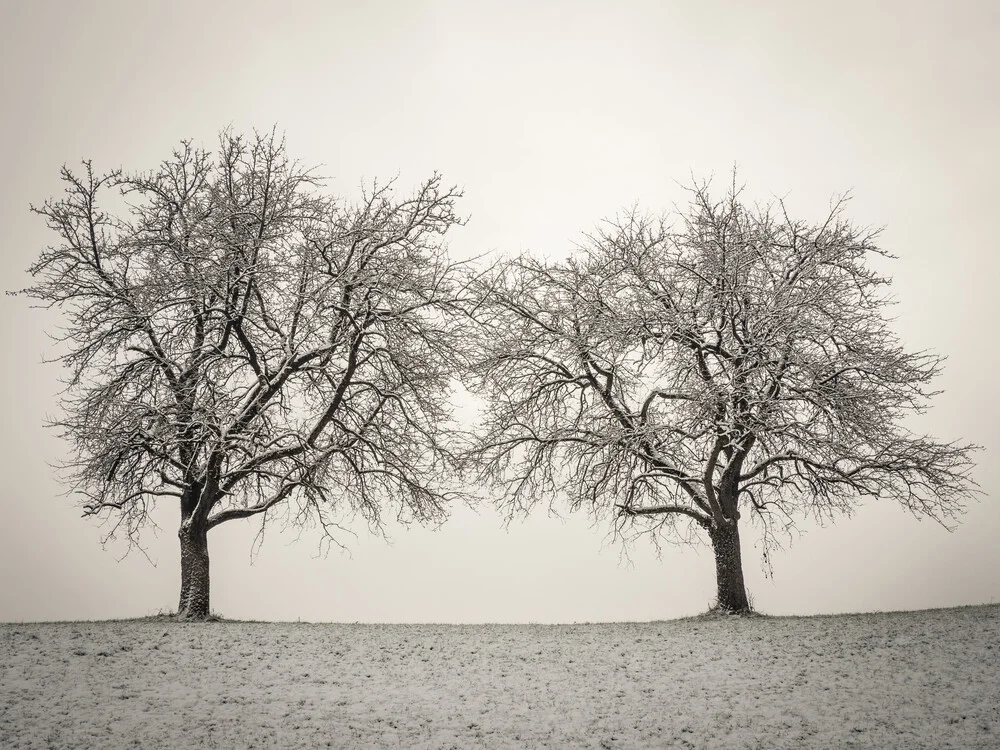 due alberi d'inverno - Fotografia Fineart di Bernd Grosseck