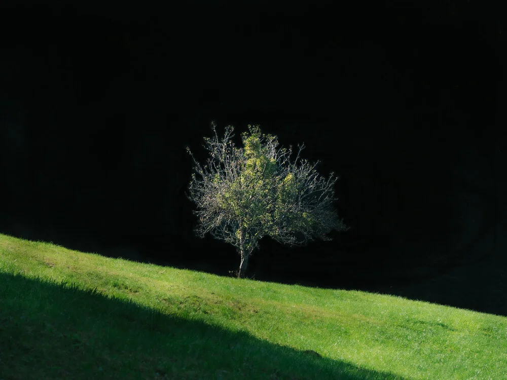 albero nella luce del pomeriggio - Fotografia Fineart di Bernd Grosseck