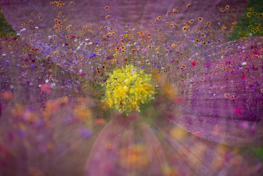 Cosmo da giardino nel prato di fiori selvatici - Fotografia Fineart di Nadja Jacke