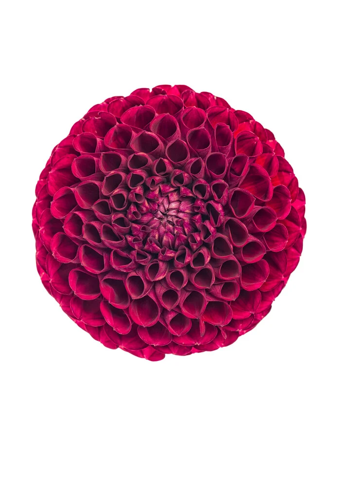 Rarity Cabinet Flower Dahlia - Fotografia Fineart di Marielle Leenders