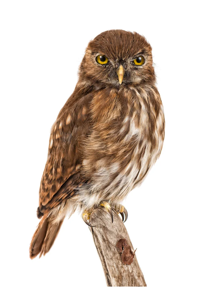 Rarity Cabinet Bird Owl Small - Fotografia Fineart di Marielle Leenders