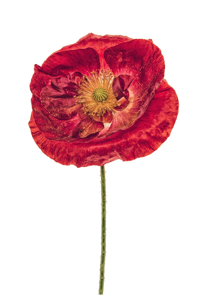 Rarity Cabinet Flower Poppy Red - Fotografia Fineart di Marielle Leenders