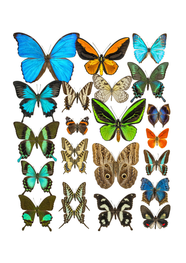 Rarity Cabinet Butterflies Mix 2 - Fotografia Fineart di Marielle Leenders