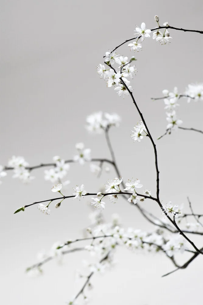 La primavera è nell'aria - Fotografia Fineart di Studio Na.hili