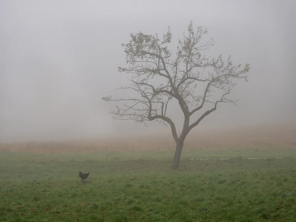 nebbia mattutina - Fotografia Fineart di Bernd Grosseck