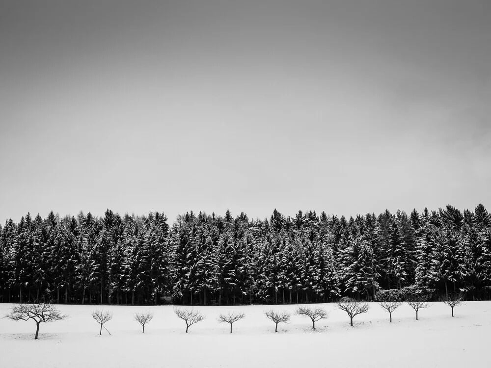 filare di alberi in inverno - Fotografia Fineart di Bernd Grosseck