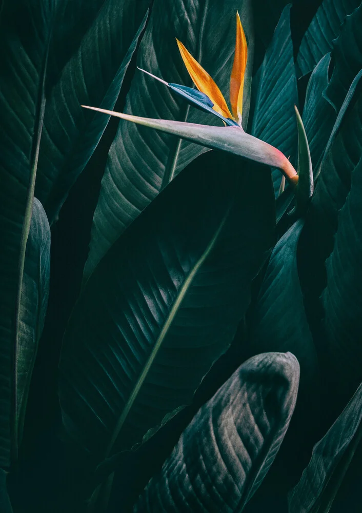 Uccello del paradiso - Fotografia Fineart di Christina Ernst