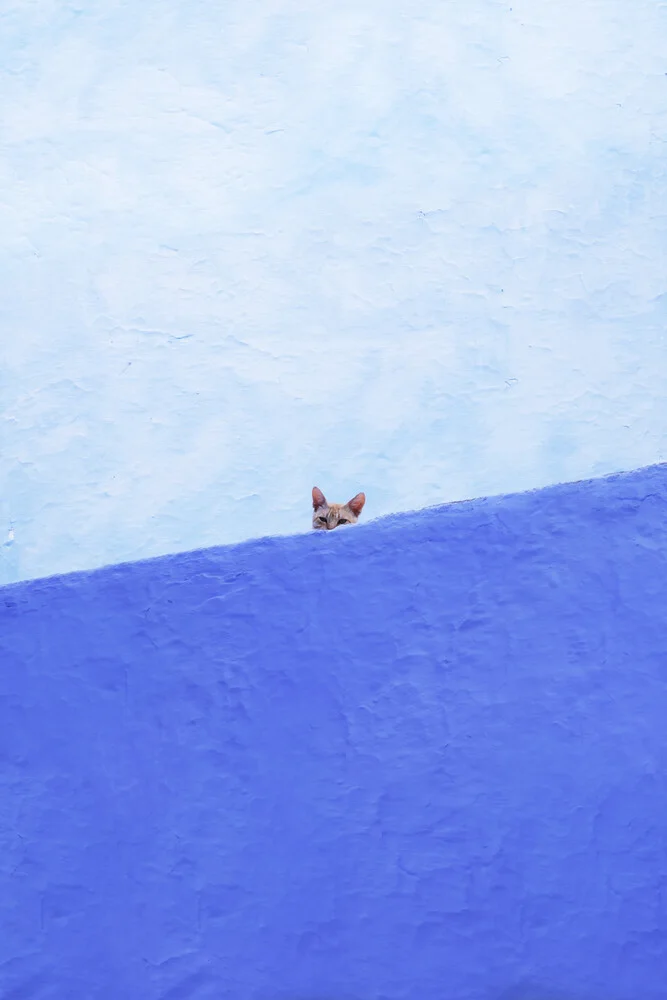 Spy Cat - Fotografia Fineart di Rupert Höller