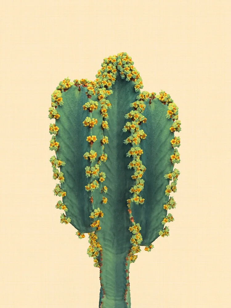 Cactus 3 - Fotografia Fineart di Vivid Atelier