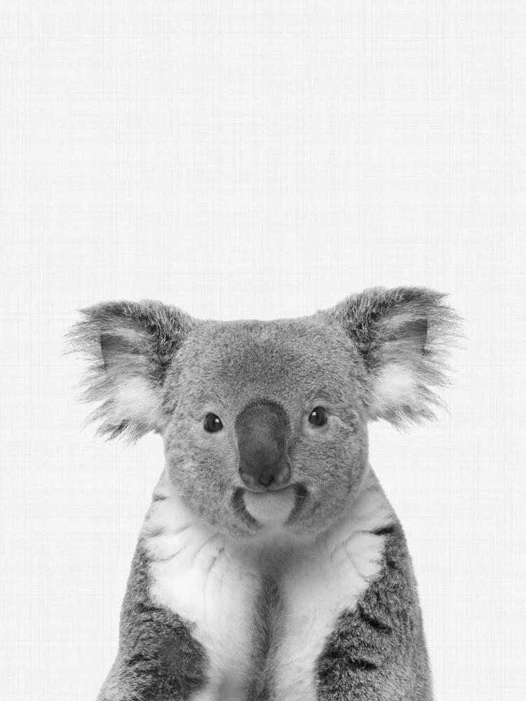 Koala (bianco e nero) - Fotografia Fineart di Vivid Atelier