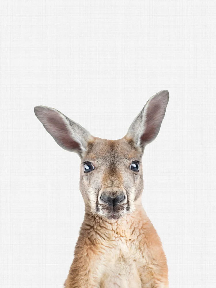 Kangaroo - Fotografia Fineart di Vivid Atelier