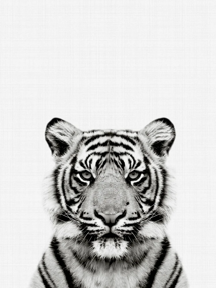 Tiger (bianco e nero) - Fotografia Fineart di Vivid Atelier