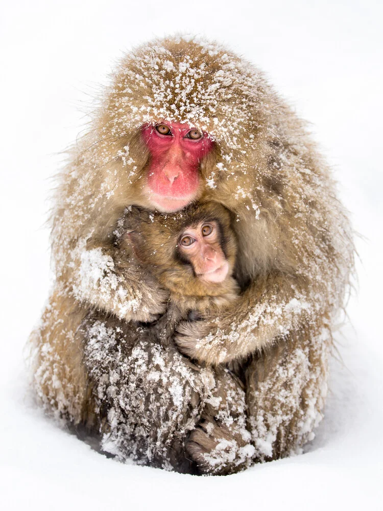 Scimmie della neve giapponesi - Fotografia Fineart di Jan Becke