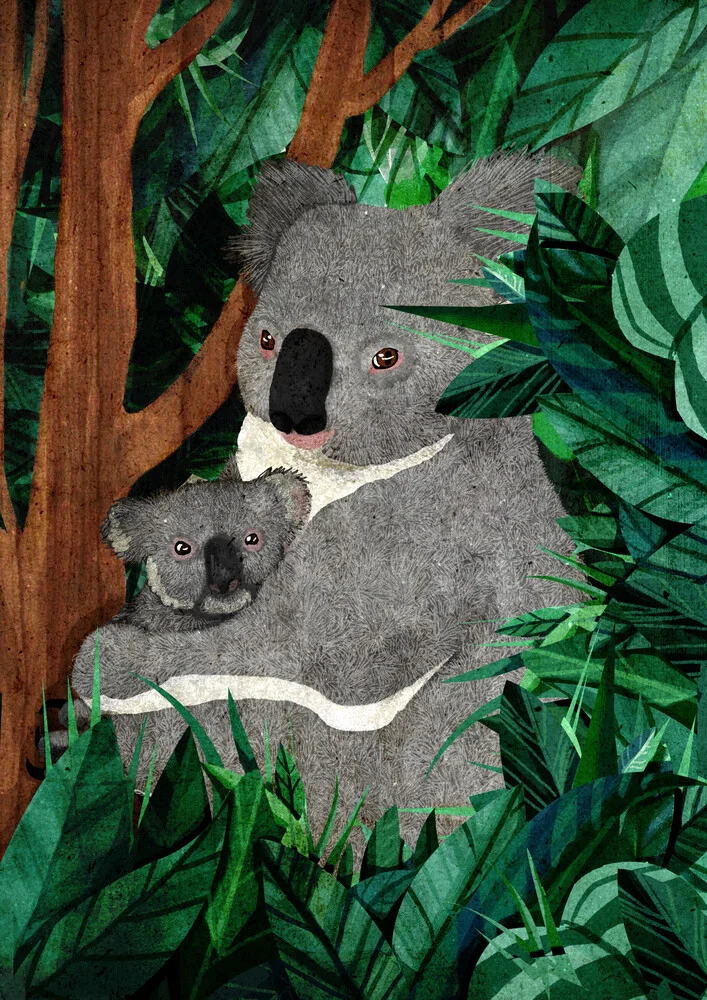 koala - Fotografia artistica di Katherine Blower