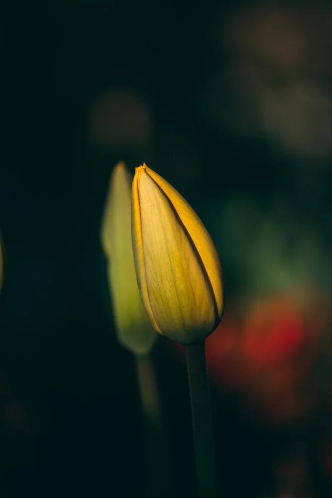 Boccioli di tulipano II - Fotografia Fineart di Björn Witt