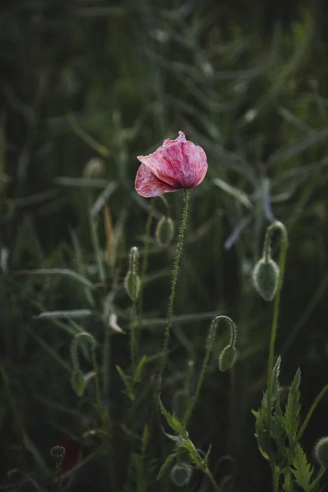 papaveri rosa fioriscono sul bordo del campo - Fotografia Fineart di Nadja Jacke