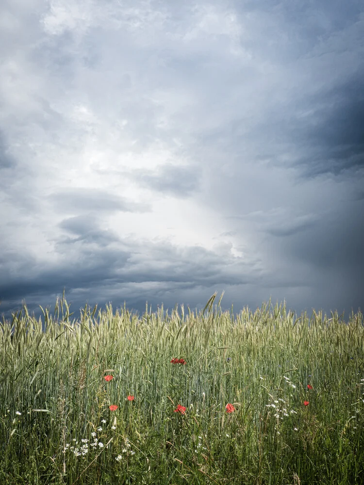 papaveri in un campo di grano prima che scoppiasse un temporale - Fotografia Fineart di Bernd Grosseck