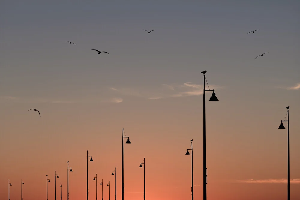 Birds on the Pier - Fotografia Fineart di AJ Schokora