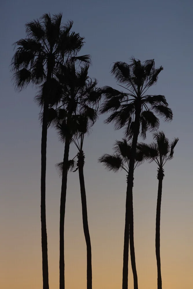 Beach Palms - Fotografia Fineart di AJ Schokora