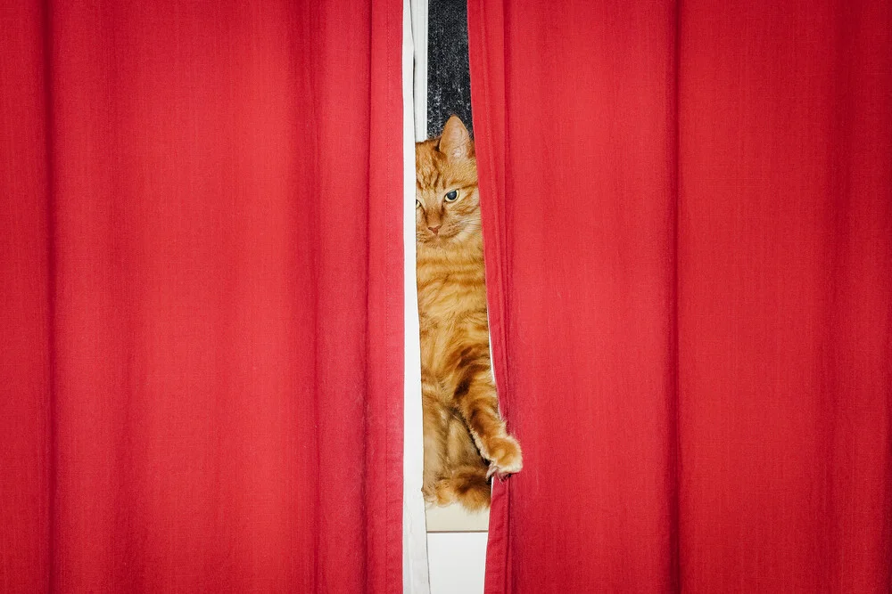 Cat Curtains - Fotografia Fineart di AJ Schokora