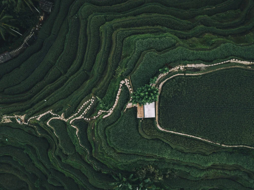 terrazza di riso verde a bali - Fotografia Fineart di Leander Nardin
