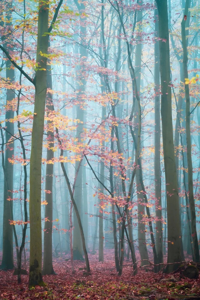 Foresta nelle montagne dell'Harz - Fotografia Fineart di Martin Wasilewski