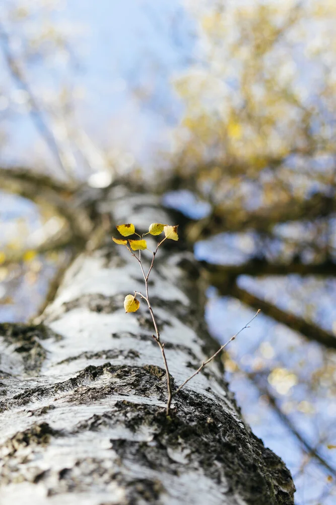 Ramo di betulla sul tronco d'albero - Fotografia Fineart di Nadja Jacke