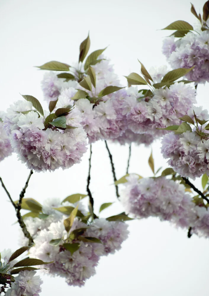 Nuvole di fiori di ciliegio - Fotografia Fineart di Studio Na.hili