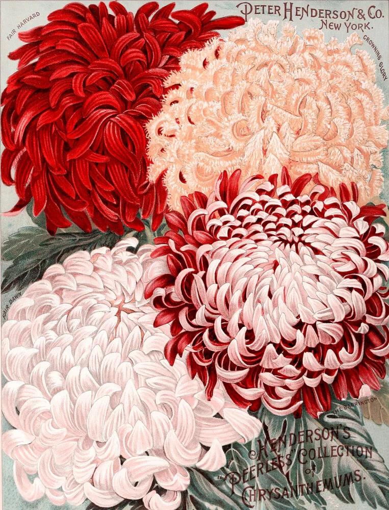 Peter Henderson & Co - Crisantemi - Fotografia Fineart di Vintage Nature Graphics