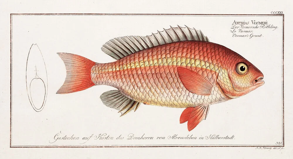 Fish 8 - Fotografia Fineart di Vintage Nature Graphics