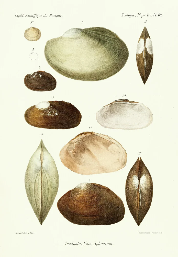 Illustrazione d'epoca Shells 4 - Fotografia Fineart di Vintage Nature Graphics