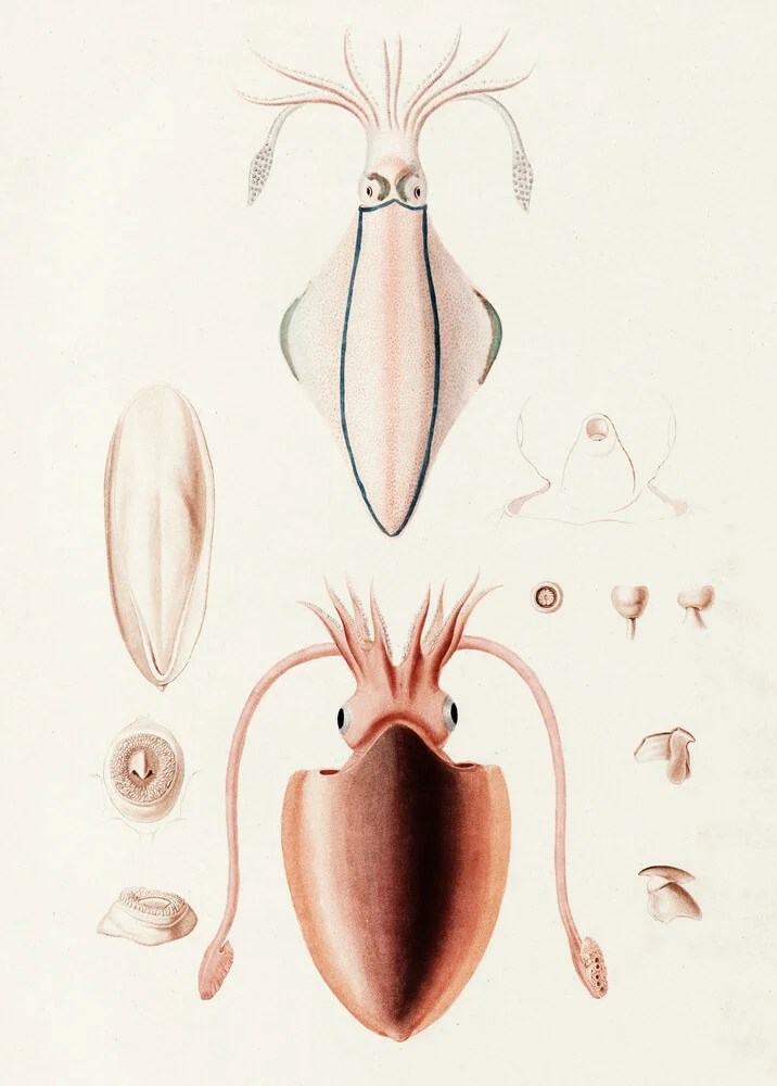 Illustrazione d'epoca Tintenfisch - foto di Vintage Nature Graphics