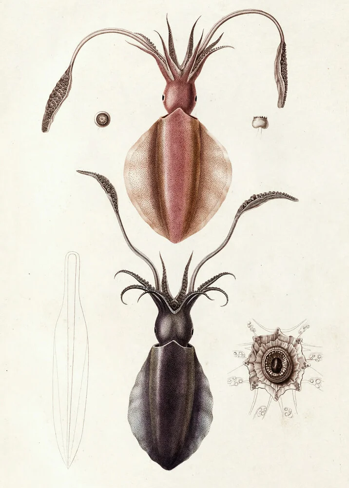 Illustrazione vintage sepioteuthe australe / sepioteuthe de maurice - Fotografia Fineart di Vintage Nature Graphics