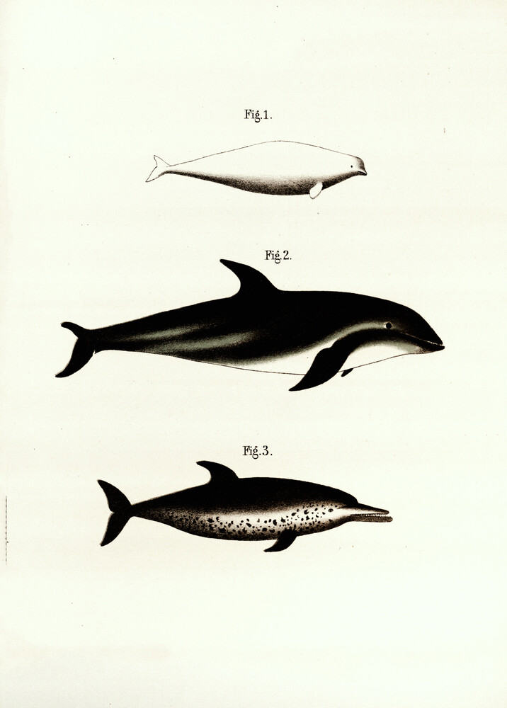 Illustrazione d'epoca Balene 2 - Fotografia Fineart di Vintage Nature Graphics
