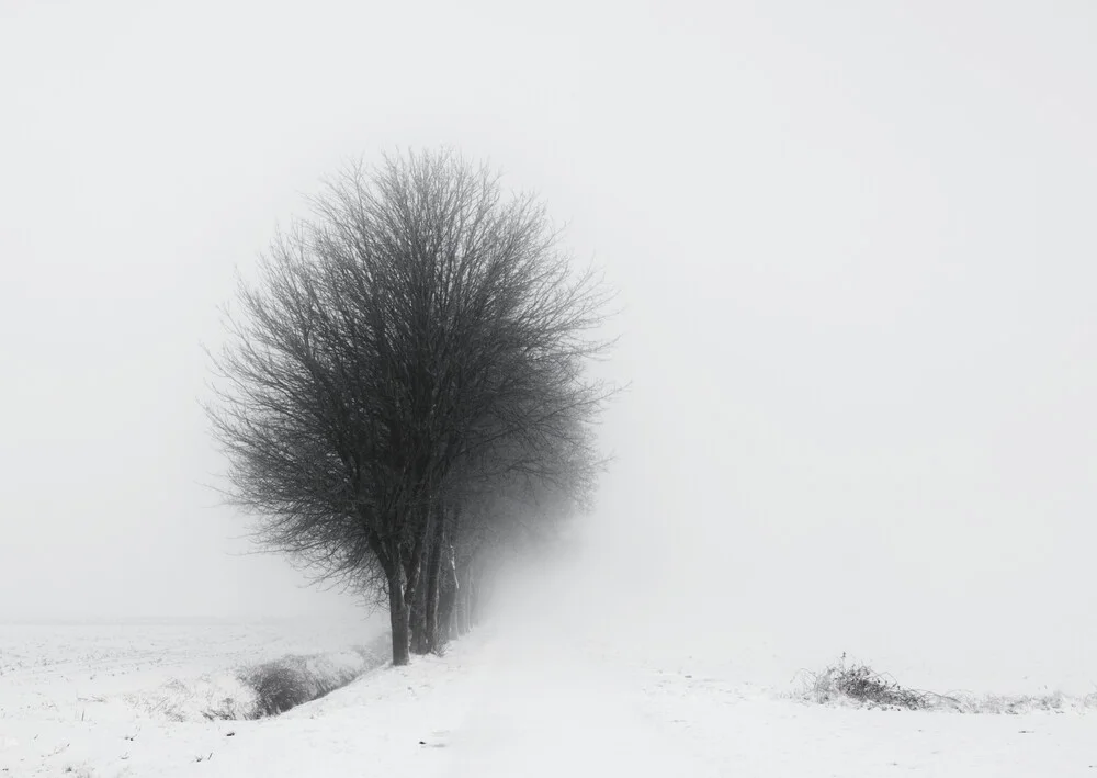 Frozen in the cold - Fotografia Fineart di Manuela Deigert