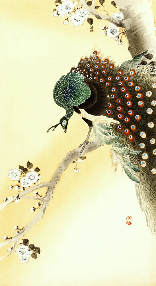 Pavone su un albero di ciliegio di Ohara Koson - Fotografia Fineart di Japanese Vintage Art