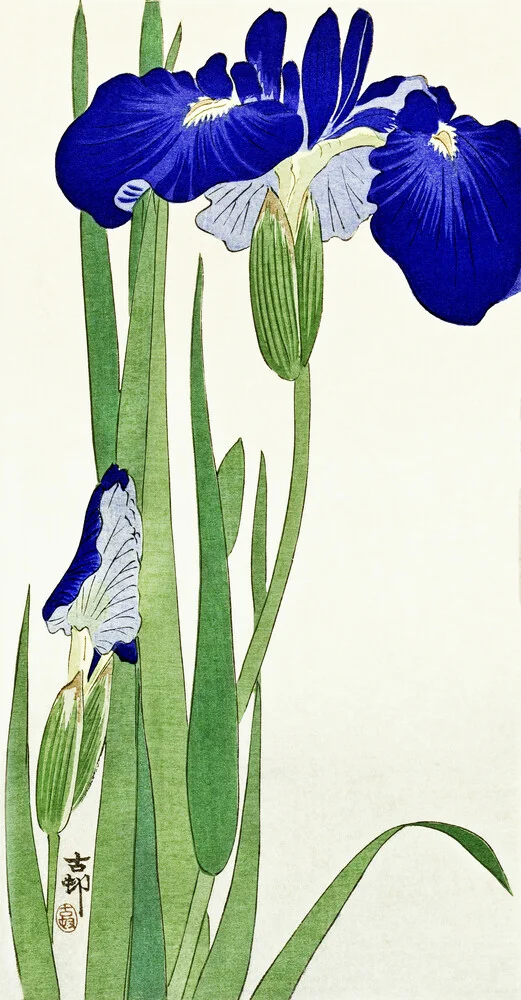Fiori di iris di Ohara Koson - Fotografia Fineart di Japanese Vintage Art