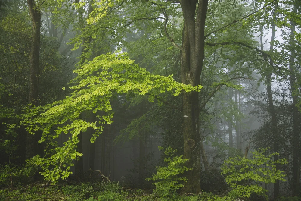 Nebbia nella foresta di Teutoburgo - Fotografia Fineart di Nadja Jacke