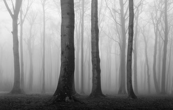 Nina Papiorek, La foresta fantasma #01