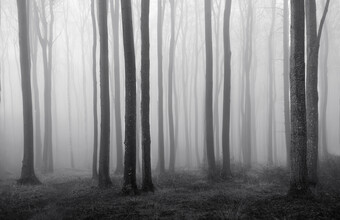 Nina Papiorek, La foresta fantasma #02
