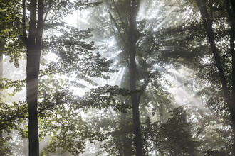 Nadja Jacke, Nebbia nella foresta decidua (Germania, Europa)